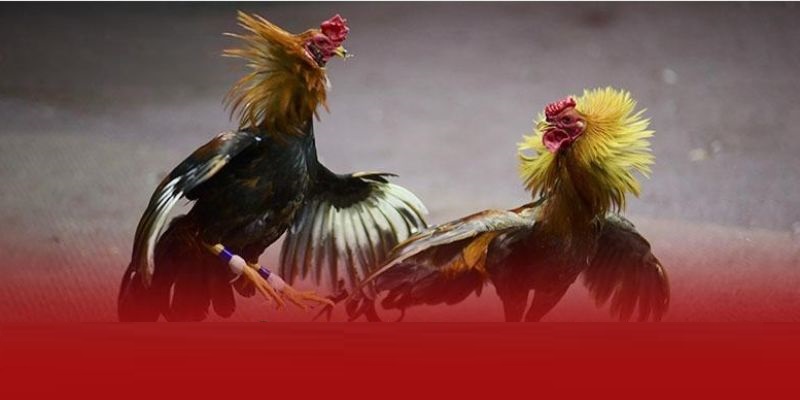 Khái niệm và cách hiểu kèo Wala trong cá cược đá gà online