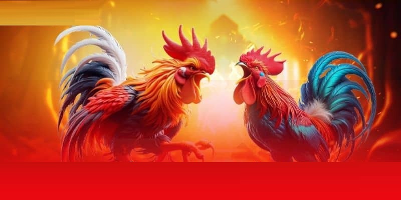 Tìm hiểu luật chơi kèo đá gà Wala chi tiết